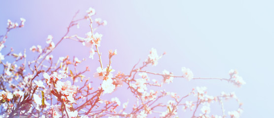 Abstract blurred banner of spring cherry tree