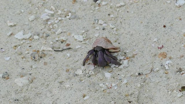 hermit crab crawling on white sand, 4k
