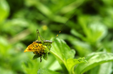 insect