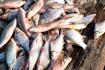 Obraz premium Many fishes from fisherman's boat on a urban wood floor.