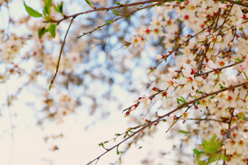background of spring white cherry blossoms tree