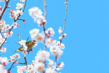 青空の中に梅の花とメジロ