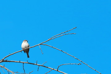 すずめ