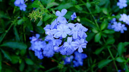Forget me not flower