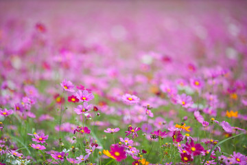 Obraz na płótnie Canvas Flower and natural bokeh for Background