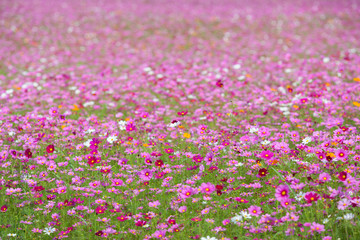 Flower and natural bokeh for Background