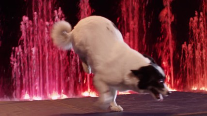 MOSCOW, RUSSIA - FEBRUARY 21, 2011: Trick dog performing with walking on fore feet. Show in the Circus of Dancing Fountains Aquamarine