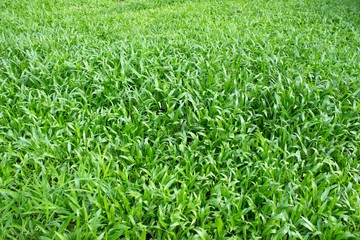 Obraz premium Zielona trawa tekstura z pola