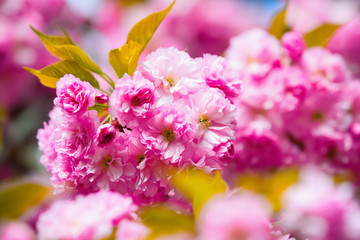 Obraz premium Pink sakura flowers and large green leaves.