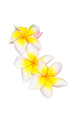 Tropical flower frangipani isolated on white background