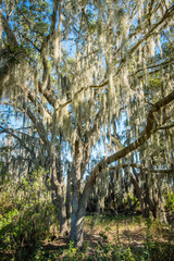 Florida trees covered in Spanish moss.