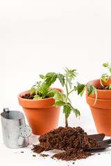 Young tomato seedling in a clay pot