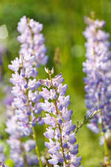 Wild lupines