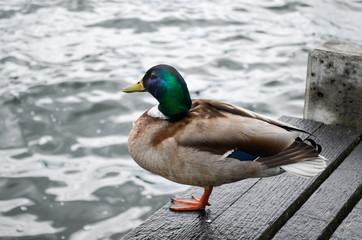 Mallard Ducks at the Lake in Europe . Goose, Swan, Teal , Anatidae