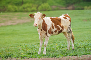 Fototapeta na wymiar Red-flecked breed calf cow on a green meadow in the early morning