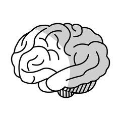 Human brain organ icon over white background. vector illustration