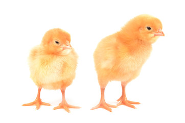 Chickens on a white background