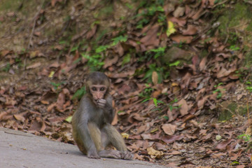 monkey
