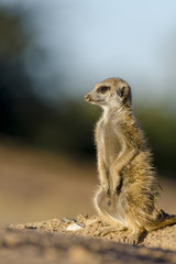 Meerkat or suricate (Suricata suricatta). Kalahari. Northern Cape. South Africa.