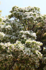 なんじゃもんじゃ03