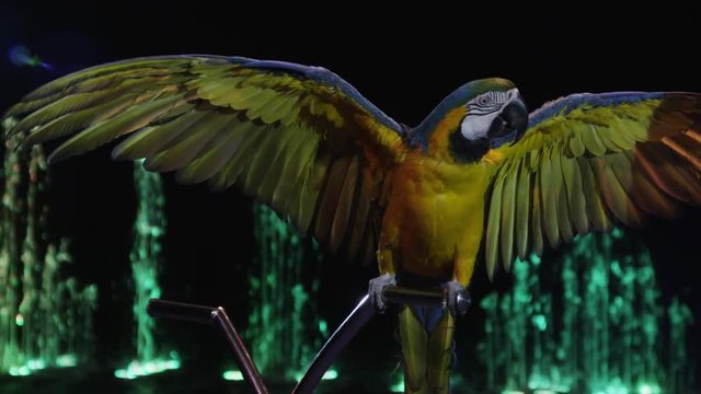 MOSCOW, RUSSIA - FEBRUARY 21, 2011: Slow motion shot of macaw showing his big wings and getting food from the tamer. Performance in the Circus of Dancing Fountains Aquamarine