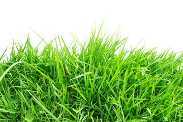 Green grass on white background