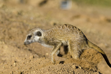 Meerkat or suricate (Suricata suricatta). Kalahari digging a burrow. Northern Cape. South Africa.
