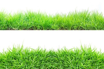 Green grass on white background