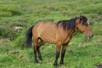 Altay