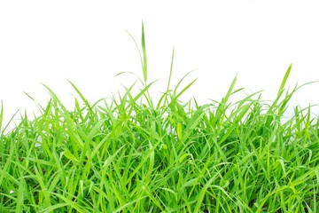 Green grass on white background
