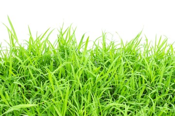 Obraz premium Green grass on white background