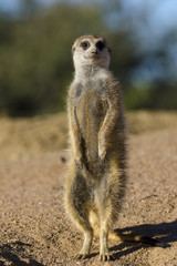 Meerkat or suricate (Suricata suricatta). Kalahari. Northern Cape. South Africa.