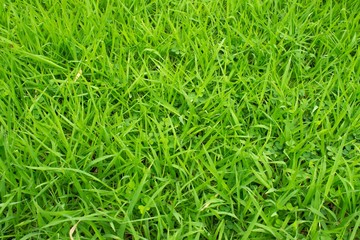 green grass texture background