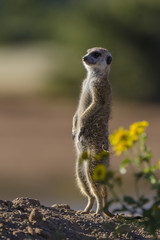 Meerkat or suricate (Suricata suricatta). Kalahari. Northern Cape. South Africa.