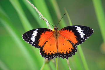 butterfly is working for some sweet on flowers