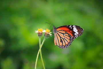 butterfly is working for some sweet on flowers