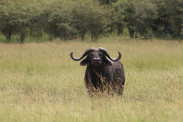 Wild buffalo