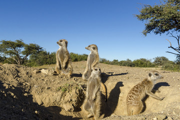Meerkat or suricate (Suricata suricatta). Kalahari at the entrance to their burrow. Northern Cape. South Africa.