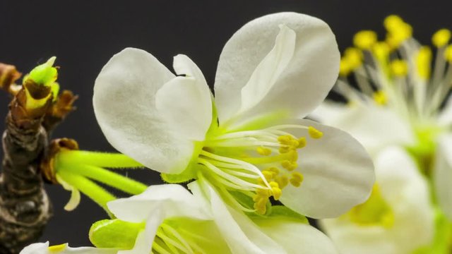 Timelapse video of a plum flower blossoming, zoom out and pan from buds to the whole flower tree
