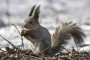 Eating squirrel sitting on the snow. Eurasian red squirrel (Sciurus vulgaris).