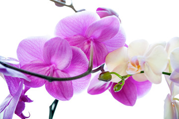 Fototapeta na wymiar Orchid flowers (Phalaenopsis) with buds close-up on white background 