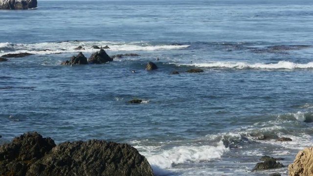 Zoom out timelapse of the pacific sea, full of seals, at elephant seals vista point, on higway 1, in San simeon, California, United states of america