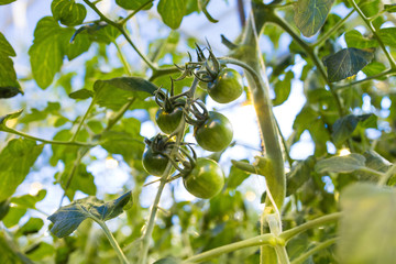 Close up cherry tomatoes in a greenhouse