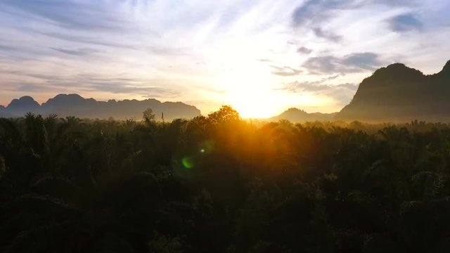 Drone Take Off at Palm Plantation during Sunrise. HD birds eye farm view. Thailand.