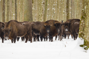 Leśne Żubry  © Marcin Zakrzewski