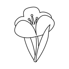 crocus plant spring floral thin line vector illustration eps 10