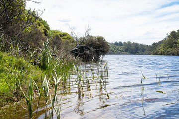 Lake Bunga Reeds. 4