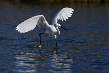 Little egret fishing