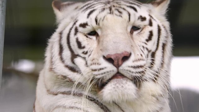 A young Bengal tiger lying on the stone and calm looking around. Face close-up. Nature video. 4K, 3840*2160, high bit rate, UHD