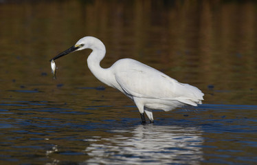 Little egret eating a fish